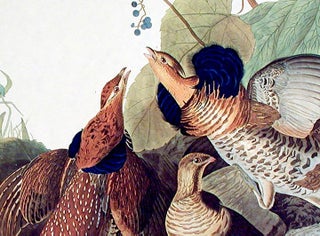 Item #7358 Ruffed Grouse. From "The Birds of America" (Amsterdam Edition). John James AUDUBON