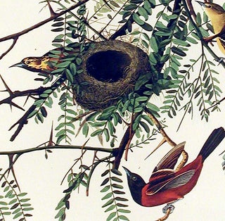 Orchard Oriole. From "The Birds of America" (Amsterdam Edition)