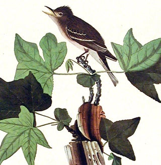 Traill's Flycatcher. From "The Birds of America" (Amsterdam Edition)