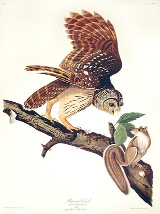 Item #7365 Barred Owl. From "The Birds of America" (Amsterdam Edition). John James AUDUBON