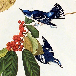 Azure Warbler. From "The Birds of America" (Amsterdam Edition)