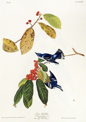 Item #7367 Azure Warbler. From "The Birds of America" (Amsterdam Edition). John James AUDUBON