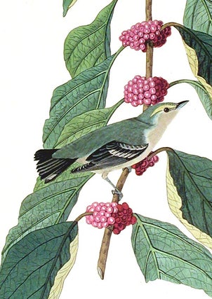 Blue-green Warbler. From "The Birds of America" (Amsterdam Edition)