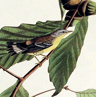 Black and Yellow Warbler. From "The Birds of America" (Amsterdam Edition)