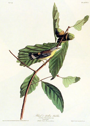 Item #7369 Black and Yellow Warbler. From "The Birds of America" (Amsterdam Edition). John James...