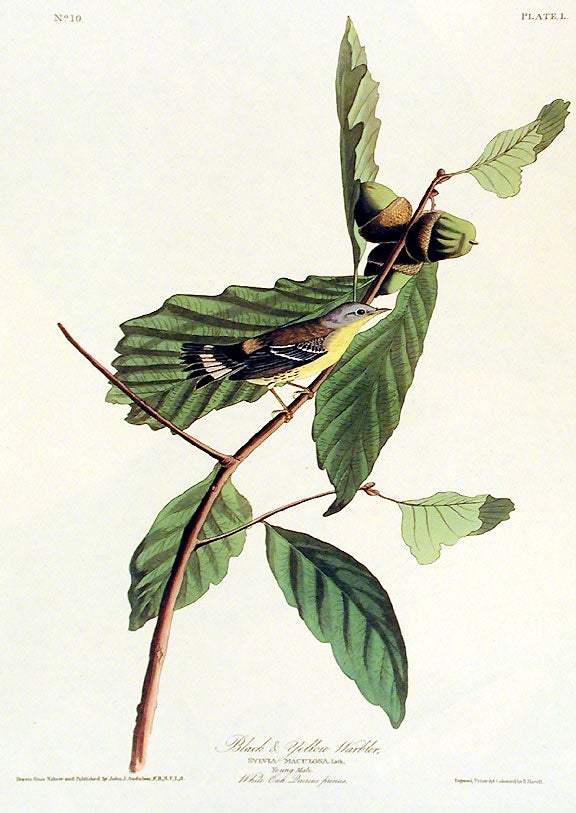 Item #7369 Black and Yellow Warbler. From "The Birds of America" (Amsterdam Edition). John James AUDUBON.