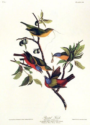 Painted Finch. From "The Birds of America" (Amsterdam Edition)