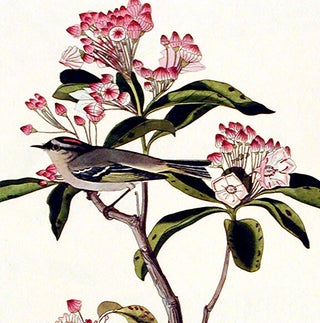 Cuvier's Regulus. From "The Birds of America" (Amsterdam Edition)