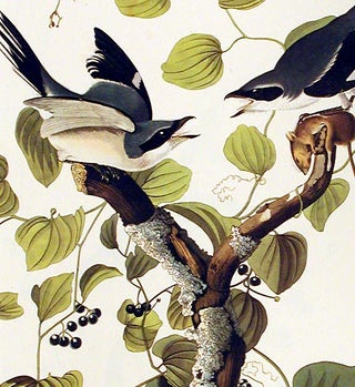 Loggerhead Shrike. From "The Birds of America" (Amsterdam Edition)