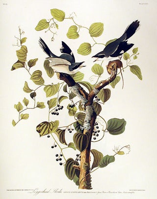 Item #7378 Loggerhead Shrike. From "The Birds of America" (Amsterdam Edition). John James AUDUBON