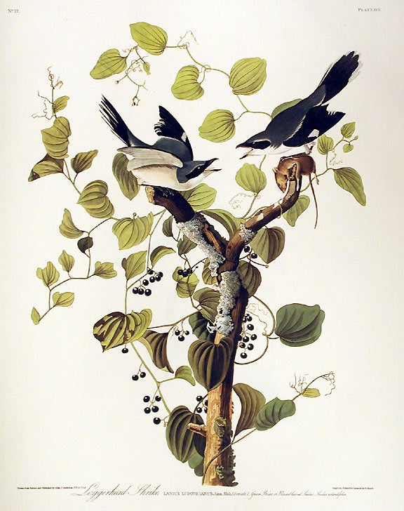 Item #7378 Loggerhead Shrike. From "The Birds of America" (Amsterdam Edition). John James AUDUBON.