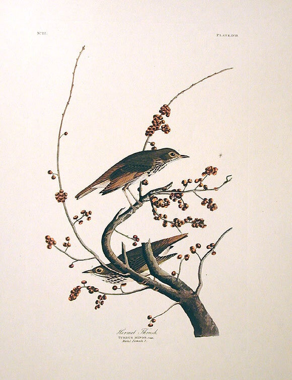 Item #7379 Hermit Thrush. From "The Birds of America" (Amsterdam Edition). John James AUDUBON.