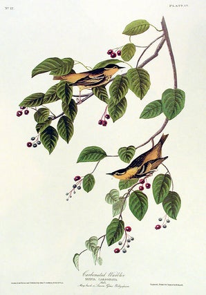 Item #7381 Carbonated Warbler. From "The Birds of America" (Amsterdam Edition). John James AUDUBON