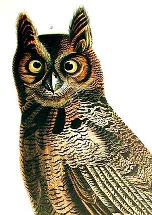Great Horned Owl. From "The Birds of America" (Amsterdam Edition)
