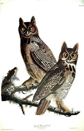 Item #7382 Great Horned Owl. From "The Birds of America" (Amsterdam Edition). John James AUDUBON