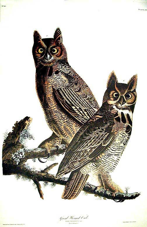 Item #7382 Great Horned Owl. From "The Birds of America" (Amsterdam Edition). John James AUDUBON.