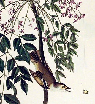 White-eyed Flycatcher or Vireo. From "The Birds of America" (Amsterdam Edition)
