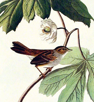 Swamp Sparrow. From "The Birds of America" (Amsterdam Edition)