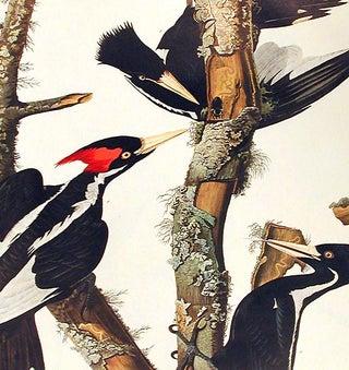 Ivory-billed Woodpecker. From "The Birds of America" (Amsterdam Edition)