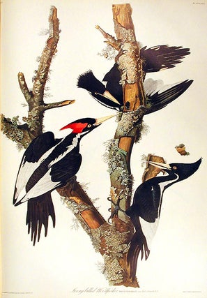 Item #7388 Ivory-billed Woodpecker. From "The Birds of America" (Amsterdam Edition). John James...