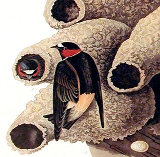 Republican or Cliff Swallow. From "The Birds of America" (Amsterdam Edition)