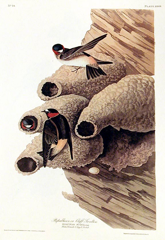 Item #7390 Republican or Cliff Swallow. From "The Birds of America" (Amsterdam Edition). John James AUDUBON.