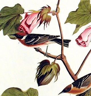Bay-breasted Warbler. From "The Birds of America" (Amsterdam Edition)
