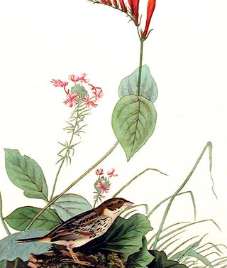 Henslow's Bunting. From "The Birds of America" (Amsterdam Edition)
