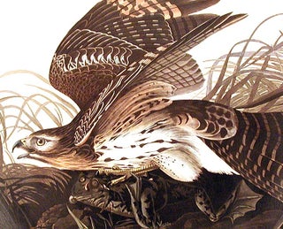 Winter Hawk. From "The Birds of America" (Amsterdam Edition)