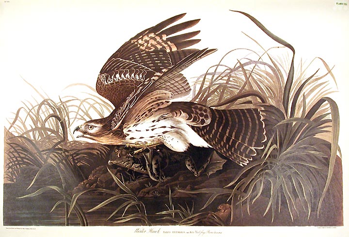 Item #7393 Winter Hawk. From "The Birds of America" (Amsterdam Edition). John James AUDUBON.