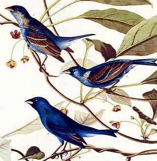 Indigo Bird. From "The Birds of America" (Amsterdam Edition)
