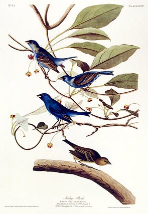 Item #7403 Indigo Bird. From "The Birds of America" (Amsterdam Edition). John James AUDUBON