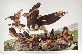 Item #7405 Virginian Partridge. From "The Birds of America" (Amsterdam Edition). John James AUDUBON