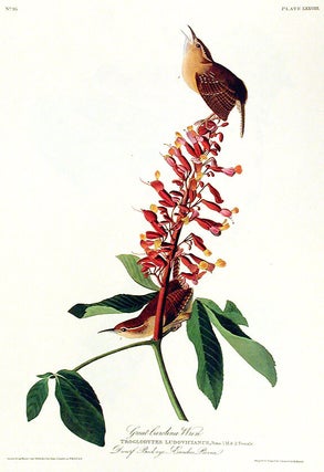 Great Carolina Wren. From "The Birds of America" (Amsterdam Edition)