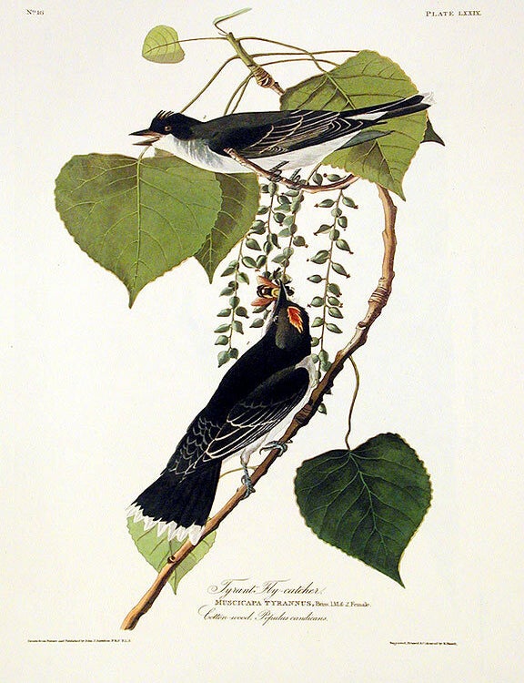 Item #7408 Gray Tyrant or Pipiry Fly-catcher. From "The Birds of America" (Amsterdam Edition). John James AUDUBON.