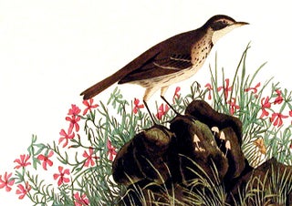 Prairie Titlark. From "The Birds of America" (Amsterdam Edition)
