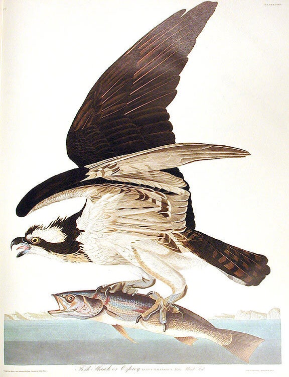 Item #7410 Fish Hawk, or Osprey. From "The Birds of America" (Amsterdam Edition). John James AUDUBON.