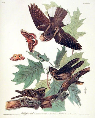 Item #7411 Whip-poor-will. From "The Birds of America" (Amsterdam Edition). John James AUDUBON