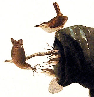 House Wren. From "The Birds of America" (Amsterdam Edition)