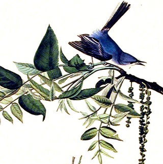 Blue-grey Fly-catcher. From "The Birds of America" (Amsterdam Edition)