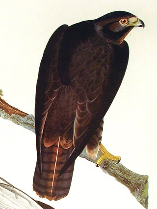 Black Warrior. From "The Birds of America" (Amsterdam Edition)