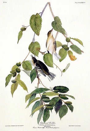 Item #7420 Autumnal Warbler. From "The Birds of America" (Amsterdam Edition). John James AUDUBON