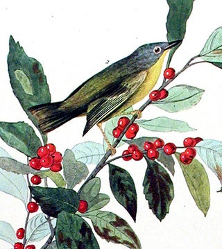 Nashville Warbler. From "The Birds of America" (Amsterdam Edition)