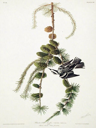 Item #7422 Black and White Creeper. From "The Birds of America" (Amsterdam Edition)....