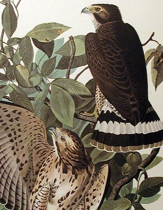 Item #7423 Broad-winged Hawk. From "The Birds of America" (Amsterdam Edition). John James AUDUBON