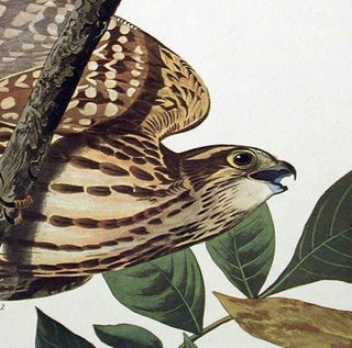 Pigeon Hawk. From "The Birds of America" (Amsterdam Edition)