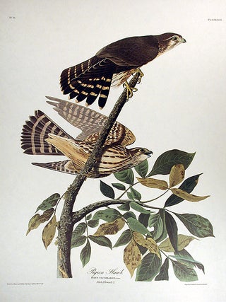 Item #7424 Pigeon Hawk. From "The Birds of America" (Amsterdam Edition). John James AUDUBON