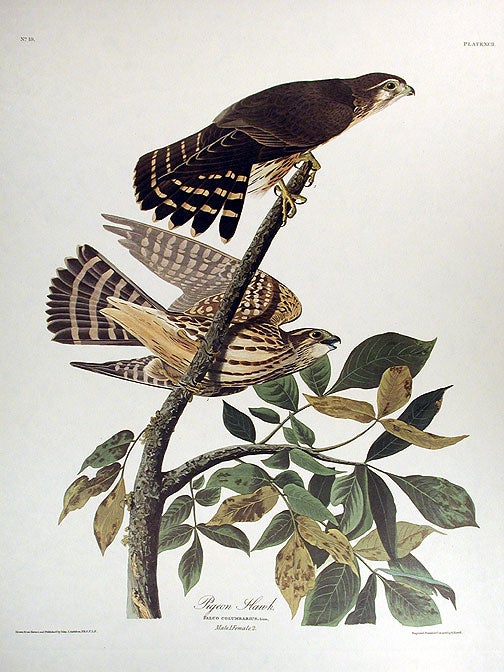 Item #7424 Pigeon Hawk. From "The Birds of America" (Amsterdam Edition). John James AUDUBON.
