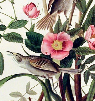 Sea-side Finch. From "The Birds of America" (Amsterdam Edition)