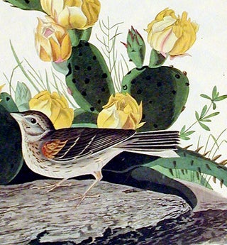 Grass Finch or Bay-winged Bunting. From "The Birds of America" (Amsterdam Edition)